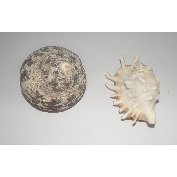 Natural Real Sea Shells Spike Spider Conch Magpie Shell Seashell Nautical Decor - Picture 5 of 14